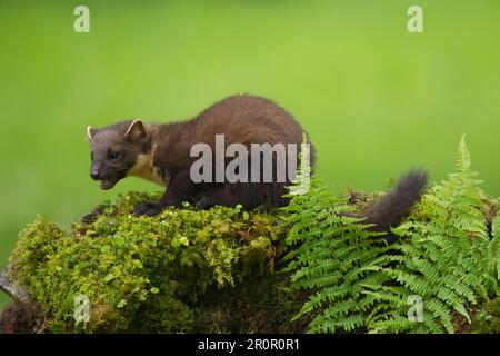 Kiefernmarder (Martes martes) ausgewachsenes Tier, das an einer moosbedeckten Steinwand gefüttert wird, Schottland, Vereinigtes Königreich Stockfoto