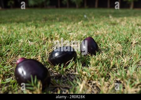 Frische Jamun-Früchte in der Schüssel, bekannt als Java-Pflaume, Jambhul, Jambolan-Pflaume, schwarze Pflaume, Kaala-Jamun Stockfoto