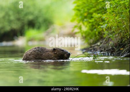 Europäischer Biber (Castor fiber), Rosenheim, Bayern, Deutschland Stockfoto