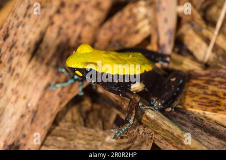 Klettern oder Klettern von Mantella laevigata, Nosy Mangabe, Maroantsetra, Madagaskar Stockfoto