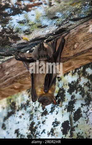 Madagaskar Flying Fox oder Madagaskar (Pteropus rufus) Fruchtfledermäuse, die in einer Scheune hängen, Madagaskar Stockfoto