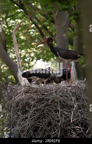 Schwarzstorch (Ciconia nigra) und junge Vögel im Nest Stockfoto
