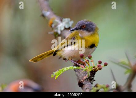 Gelbbrustmuscheln (Apalis flavida), männlich, hoch oben am Ast, Naivashasee, Kenia Stockfoto