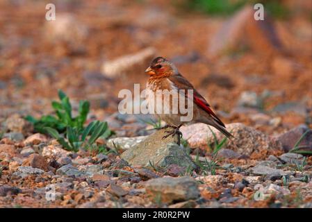 Roter-Flügel-Finch (Rhodopechys sanguinea aliena) nordafrikanische Unterart, männlich ausgewachsener Mann, Atlasgebirge, Marokko Stockfoto