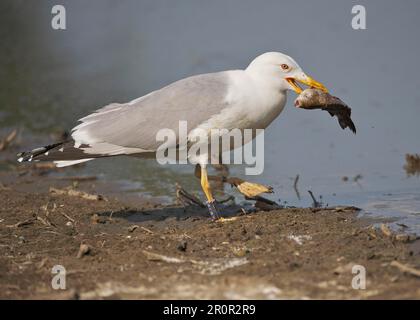 Kaspische Möwe (Larus cachinnans), Erwachsene, Sommerzucht, Fütterung, mit Fisch im Schnabel, Hortobagy N. P. Ungarn Stockfoto