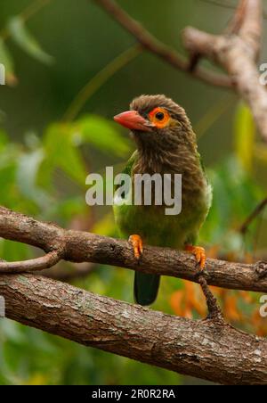 Braunköpfiger Barbet (Megalaima zeylanica), Erwachsener, hoch oben auf einem Ast, Sri Lanka Stockfoto