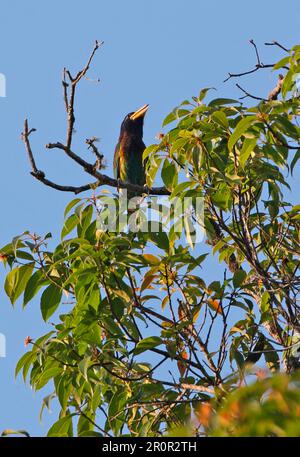 Großer Barbet (Megalaima virens), männlicher Erwachsener, ruft, hoch oben auf dem Baum, Kaeng Krachan N. P. Thailand Stockfoto