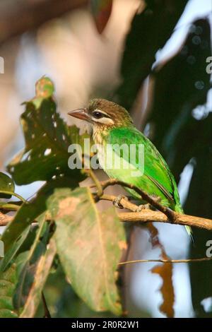 Weißbacken-Barbet (Megalaima viridis), Erwachsener, hoch oben auf dem Zweig, Periyar Sanctuary, Kerala, Indien Stockfoto