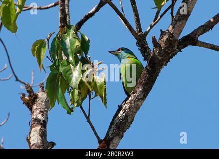 Blaukehlchen-Barbet (Megalaima asiatica davisoni), männlicher Erwachsener, hoch oben auf einem Ast, Kaeng Krachan N. P. Thailand Stockfoto