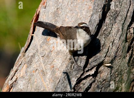 Weißbraun-Babbler (Pomatostomus superciliosus), Erwachsener, hoch oben am Baumstamm, Südost-Queensland, Australien Stockfoto