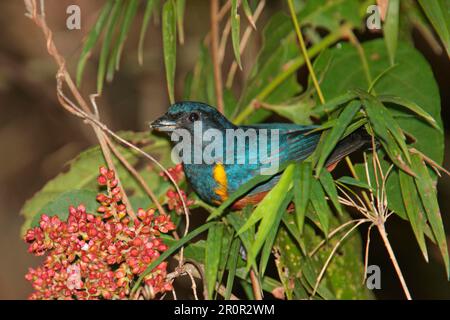 Kastanienbauch Euphonia (Euphonia pectoralis), männlicher Erwachsener, Fütterung von Früchten, Iguazu N. P. Misiones, Argentinien Stockfoto