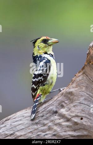 Kammbarbet (Trachyphonus vaillantii), Spechte, Tiere, Vögel, Kammbarbet (Erwachsene), Mit Futter im Schnabel, hoch oben auf dem Baumstamm, Okavango Delta Stockfoto