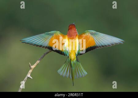 Europäischer Bienenesser (Merops apiaster), Erwachsener, Blick auf den Rücken, mit gespreizten Flügeln, Landung auf einem Ast, Ungarn Stockfoto