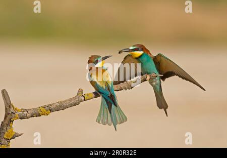 Ausgewachsenes Paar Europäischer Bienenfresser (Merops apiaster), Fütterung durch Werben, Insekten, auf einem Ast sitzend, Spanien Stockfoto