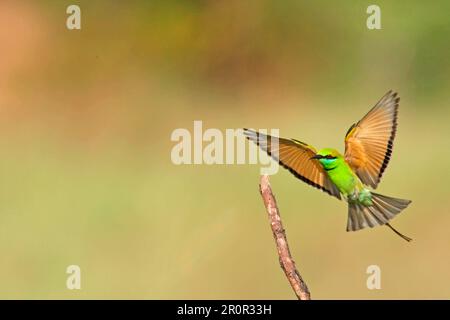 Little Green Bee-Eater (Merops orientalis), Erwachsener, im Flug, aussteigen auf Branch, Goa, Indien Stockfoto