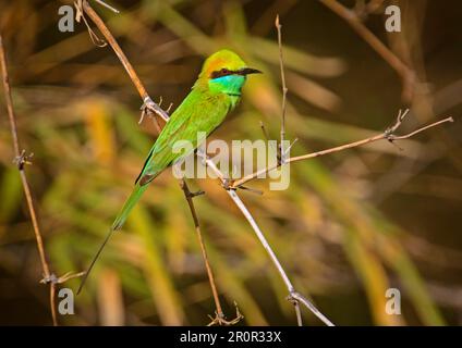 Kleiner grüner Bienenesser (Merops orientalis orientalis), Erwachsener, auf einem Ast sitzend, Bandhavgarh N. P. Madhya Pradesh, Indien Stockfoto