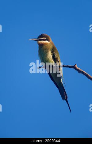 Madagaskar Bienenesser, Madagaskar Bienenesser, Tiere, Vögel, Madagaskar Bienenesser (Merops superciliosus) Erwachsener, hoch oben am Zweig, nahe Ifaty, Madagaskar Stockfoto