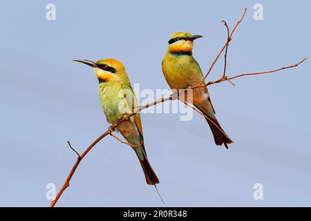 Rainbow Bee-Eater (Merops ornatus), Rainbow Bee-Eater, Jewelled Bee-Eater, Australian Bee-Eater, Rainbow Bee-Eater, Juwelenfresser, Australier Stockfoto