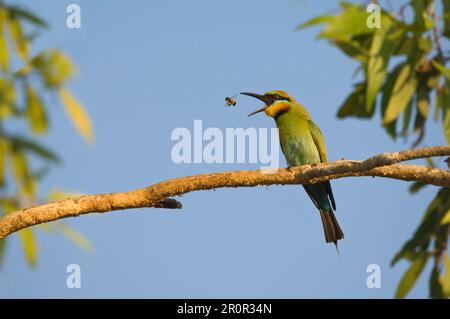 Rainbow Bee-Eater (Merops ornatus), Rainbow Bee-Eater, Jewel Bee-Eater, Australian Bee-Eater, Rainbow Bee-Eater, Juwel Bee-Eater, Australier Stockfoto