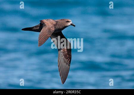 Langflügelschnabel, Langflügelschnabelschnabeltier, Tiere, Vögel, Grauköpfchen (Pterodroma macroptera gouldi), Erwachsener, im Flug über See Stockfoto