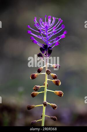 Leopoldia comosa, jacinto comoso o hierba del amor, hierba con llamativas flores moradas o azules, Almaraz, Cáceres, España Stockfoto