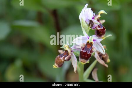 Orquídea salvaje, Ophrys scolopax, llamada Orquídea perdiz, Almaraz, Cáceres, España Stockfoto