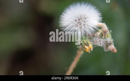 Taraxacum officinale, nombre común diente de León o achicoria amarga, Almaraz, Cáceres, España Stockfoto
