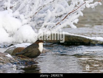 Weißer Dipper (Cinclus cinclus), Erwachsener, am Flussufer stehend, schneebedecktes Flussufer, Finnland Stockfoto