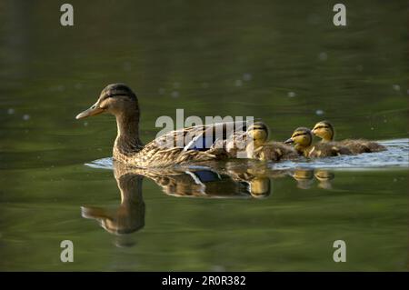 Mallard Duck (Anas platyrhynchos), weiblich, Schwimmen mit drei Entenküken, Oxfordshire, England, Vereinigtes Königreich Stockfoto