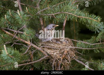 Juniper Thrush, Feldfaren (Turdus pilaris), Singvögel, Tiere, Vögel, Fieldfare Erwachsener im Nest in Tannenbaum, jung sichtbar Stockfoto