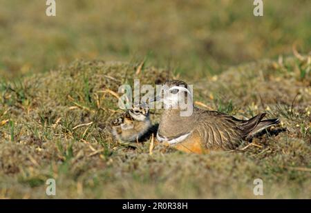 Eurasian Mornell's Plover (Charadrius morinellus), ausgewachsener Mann, im Nest mit Eintagsküken, Schottland, Großbritannien Stockfoto