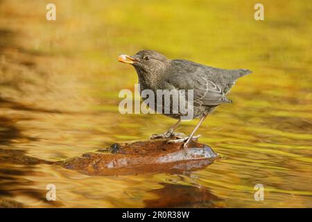 American Dipper (Cinclus mexicanus) unreif, sich von Lachseiern ernähren, auf Stein im Fluss des gemäßigten Küstenregenwaldes stehen, großer Bär Stockfoto