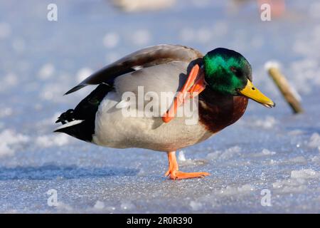 Mallard (Anas platyrhynchos) männlich, Kopf kratzt mit Fuß, steht auf gefrorenem See, West Yorkshire, England, Marsh Stockfoto