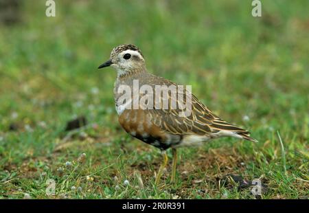 Eurasische eurasische Dotterel (Charadrius morinellus), Erwachsener, auf kurzem Gras stehend, Lesvos, Griechenland Stockfoto