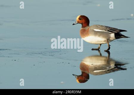 Eurasian Wigeon (Anas penelope), männlicher Erwachsener, auf dem Weg über einen gefrorenen See, Caerlaverock W. W. T. Dumfires und Galloway, Schottland, Großbritannien Stockfoto