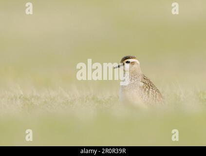 Eudromias morinellus, Animal, Birds, Waders, Eurasian dotterel unreif, Steht auf Gras, Landguard, Suffolk, England, Herbst Stockfoto