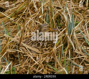 Stockenten, Stockenten (Anas platyrhynchos), Enten, Gänsevögel, Tiere, Vögel, Enten, im Nest sitzende Stockenten, West Sussex (S) Stockfoto