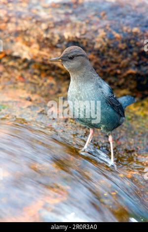 Graue Weißkehlchen-Dipper, amerikanische Dipper (Cinclus mexicanus), Grauer Dipper, Singvögel, Tiere, Vögel, American Dipper, Erwachsener, steht auf dem Felsen Stockfoto