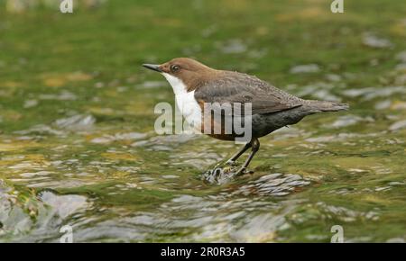 Weißbruststiefel (Cinclus cinclus), Erwachsener, Fütterung im Strom, im Regen, Peak District, Derbyshire, England, Großbritannien Stockfoto