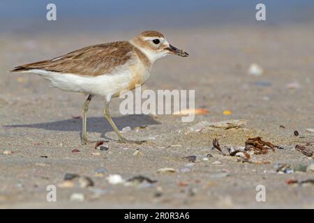 Neuseeland Dotterel (Charadrius obscurus) Erwachsener, Zucht Gefieder, Futtersuche am Strand, Neuseeland Stockfoto