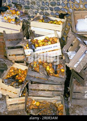 Herde von Feldfarmen (Turdus pilaris), mit Feldfarmen, Rotwuchs und Ameisenfütterung von Kisten mit faulen Äpfeln, England, Winter Stockfoto