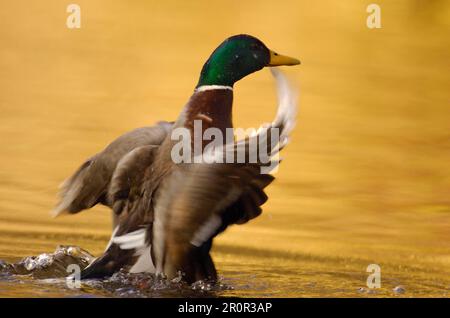 Mallard Duck (Anas platyrhynchos) männlich, ausgewachsener Mann, Flügelflattern, Flügeltrocknung nach dem Baden im Kanal, Derbyshire, England, Vereinigtes Königreich Stockfoto