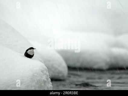 Weißer Dipper (Cinclus cinclus), Erwachsener, steht auf schneebedeckten Felsen neben einem Fluss in einem Schneesturm, Norwegen Stockfoto