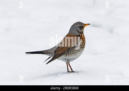 Fieldfare (Turdus pilaris), Erwachsener, wachsam in Snow, England, Vereinigtes Königreich Stockfoto