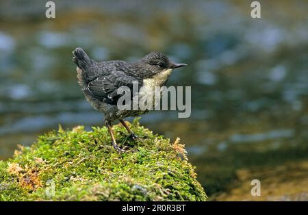 Weißkehlchen-Dipper, Dipper, Singvögel, Tiere, Vögel, Weißkehlkopf-Dipper (Cinclus cinclus gularis), juvenil, am Wasserrand stehend Stockfoto