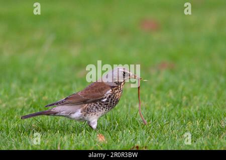 Fieldfare, Fieldfares (Turdus pilaris), Singvögel, Tiere, Vögel, Feldfarmen-Erwachsener zieht Regenwürmer aus Field, Warwickshire, England, Winter Stockfoto