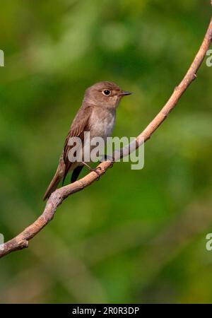 Brauner Flycatcher, Singvögel, Tiere, Vögel, asiatischer Brown Flycatcher (Muscicapa dauurica) Erwachsener, hoch oben in Hebei, China Stockfoto