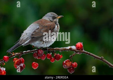 Fieldfare (Turdus pilaris), Erwachsene, Fütterung von schneebedeckten Krabbenfrüchten, Leicestershire, England, Vereinigtes Königreich Stockfoto