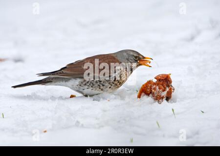 Fieldfare, Fieldfares (Turdus pilaris), Singvögel, Tiere, Vögel, Fieldfare Erwachsener, Apfelfütterung im schneebedeckten Garten, Warwickshire, England Stockfoto