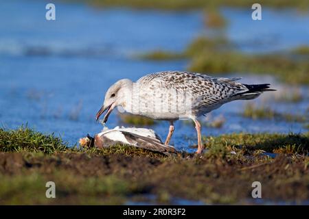 Großmöwe (Larus marinus) unreif, erste Winterzucht, sich an toten eurasischen Witwen (Anas penelope), Suffolk, England, United, ernährt Stockfoto